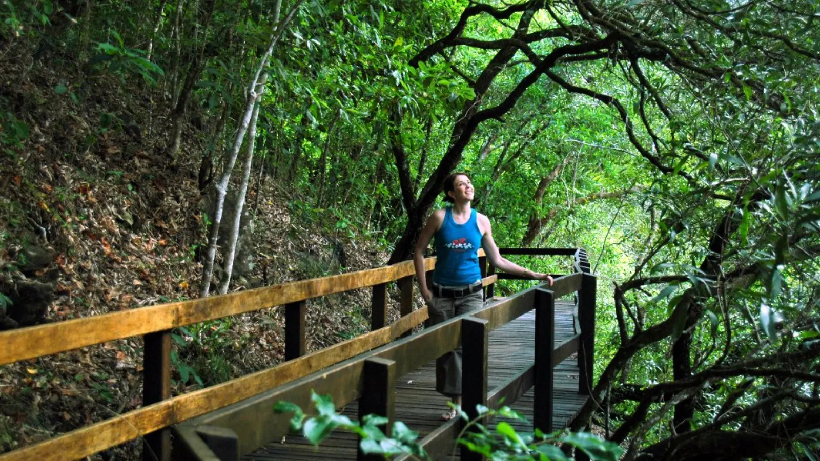 Walking Through the Daintree