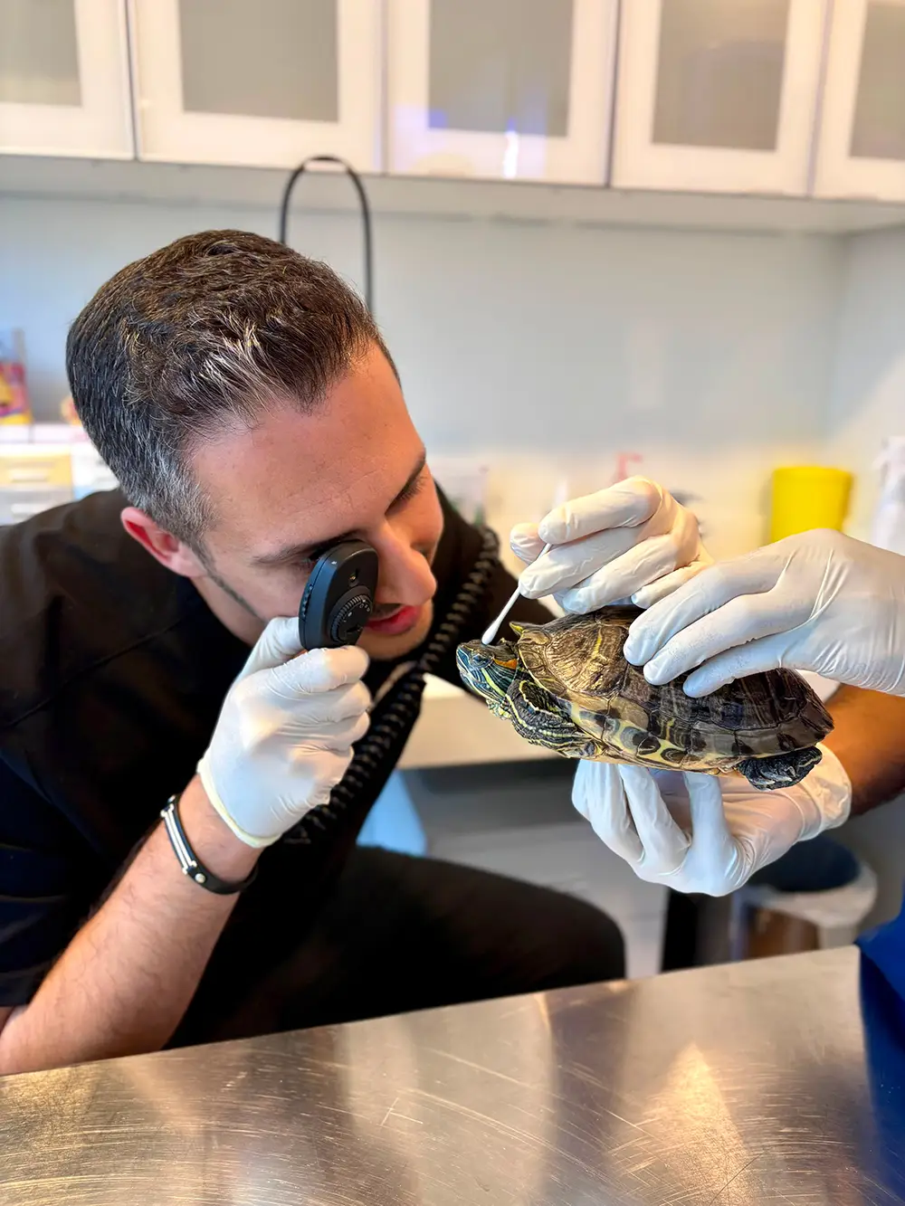 Dr. J. Yeganeh at Noble Veterinary Clinics Dubai closely examining a pet turtle with a diagnostic scope