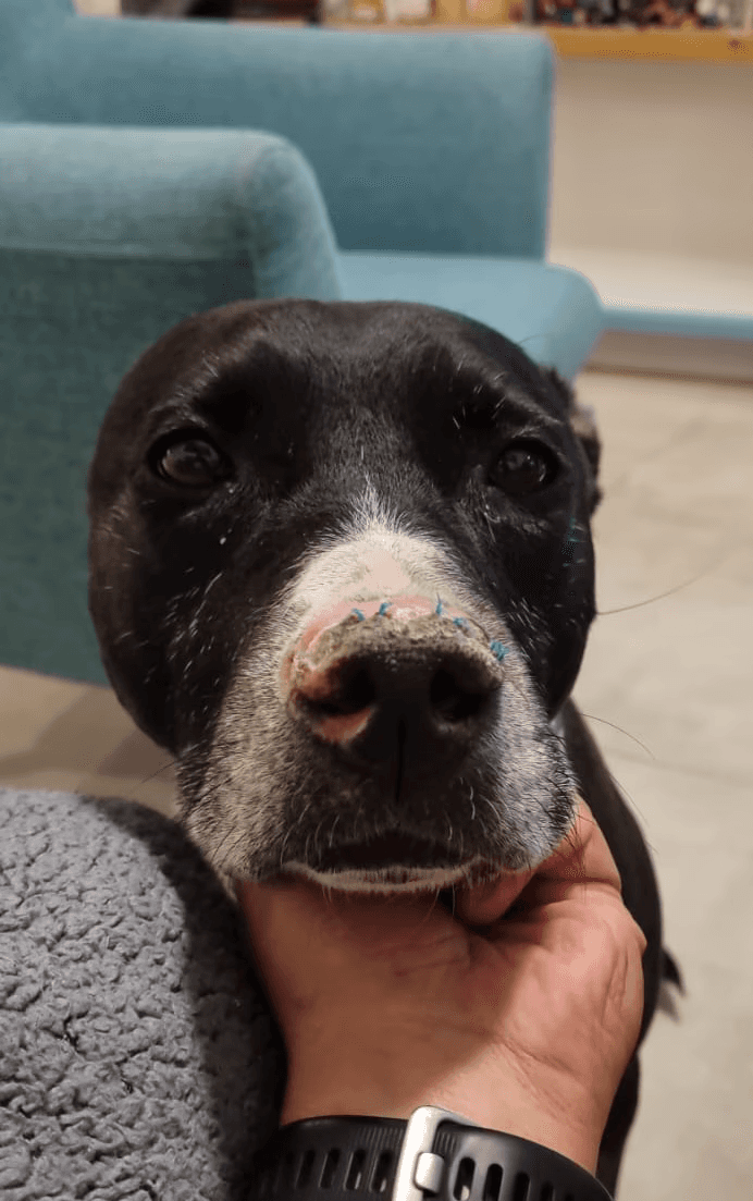 Billie the pitbull with healed nose after using SnoutCover for DLE treatment