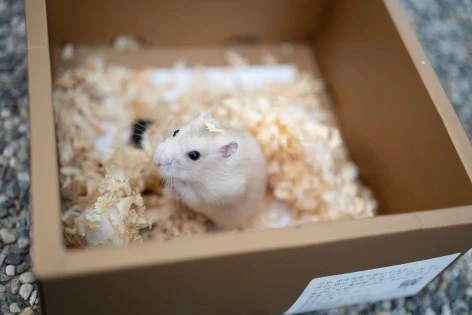 a white mouse in a box