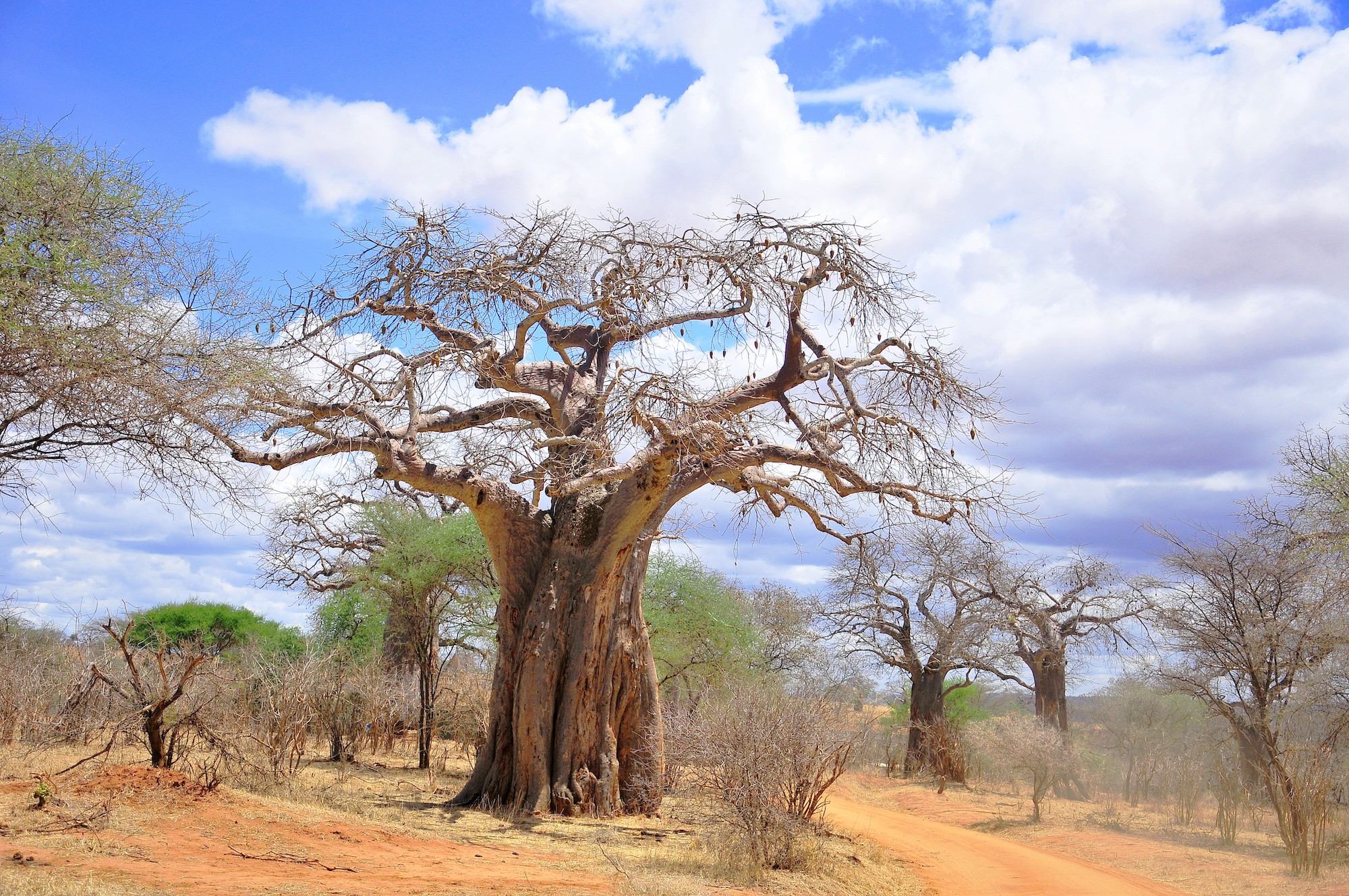 Tarangire National Park