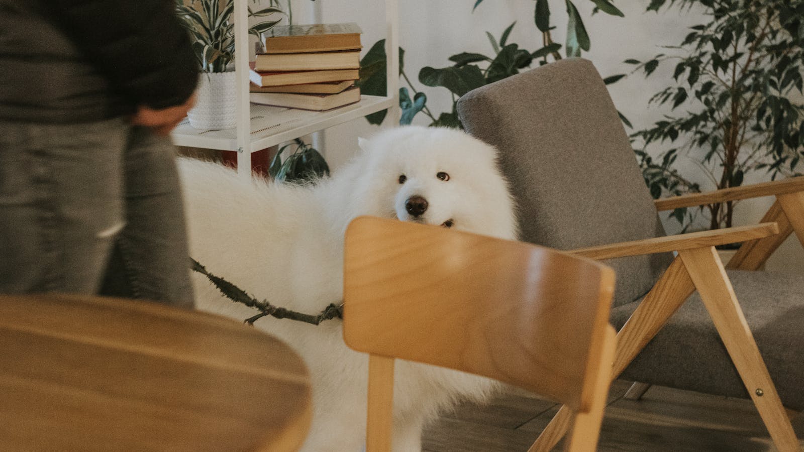 Dog relaxing in a modern pet-friendly apartment