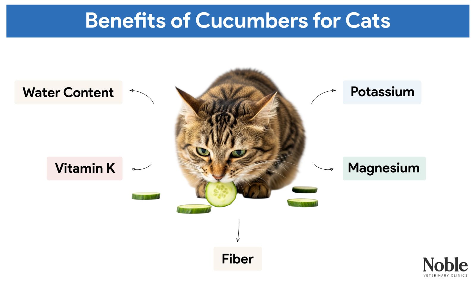 An infographic showing the benefits of cucumbers for cats.