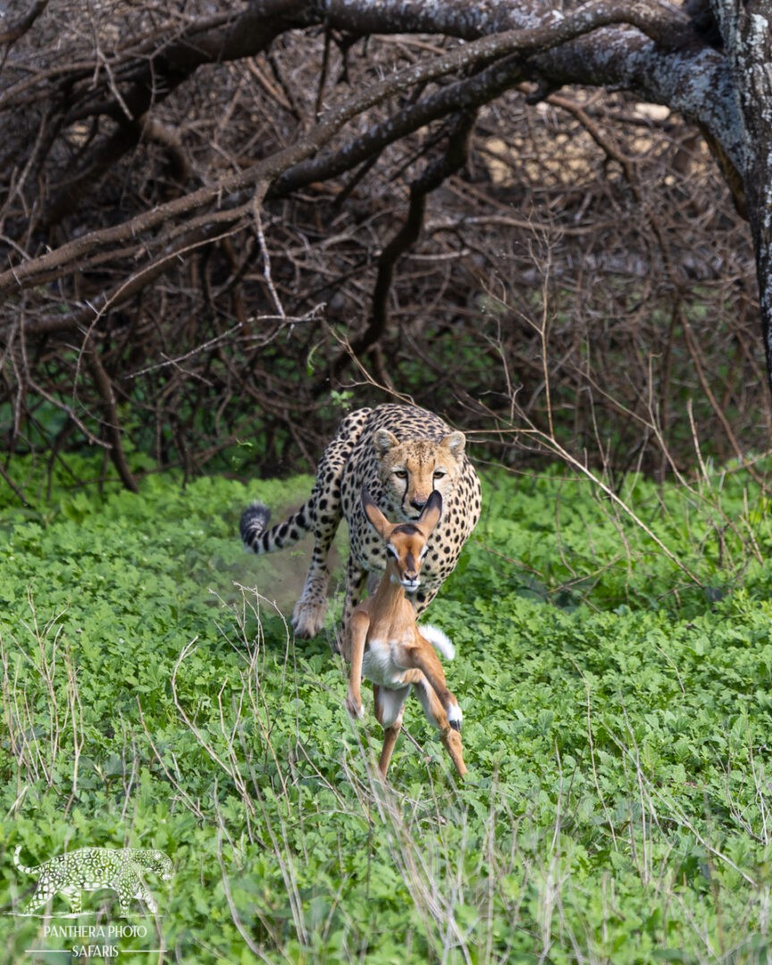 Cheetah chase 2