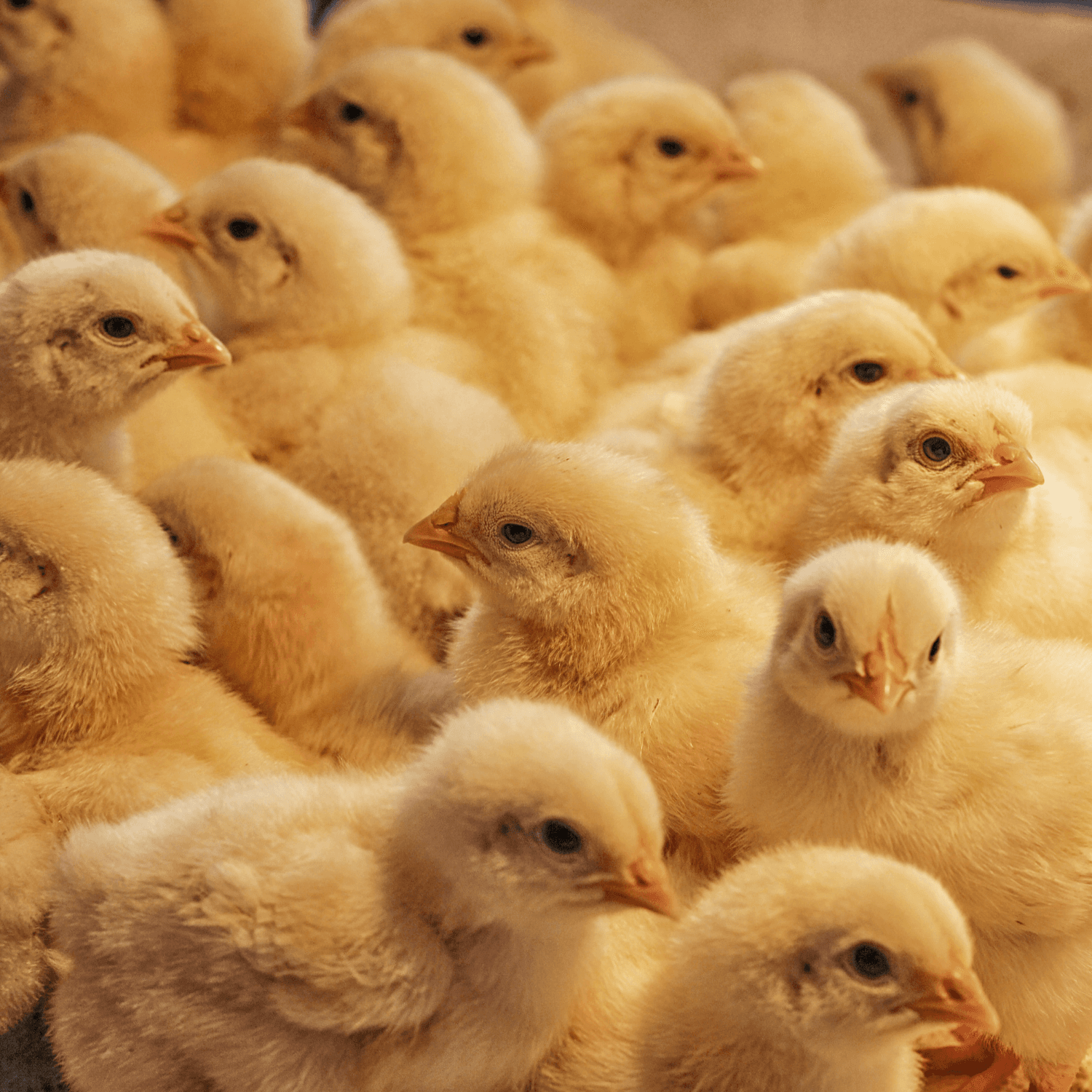 chicks