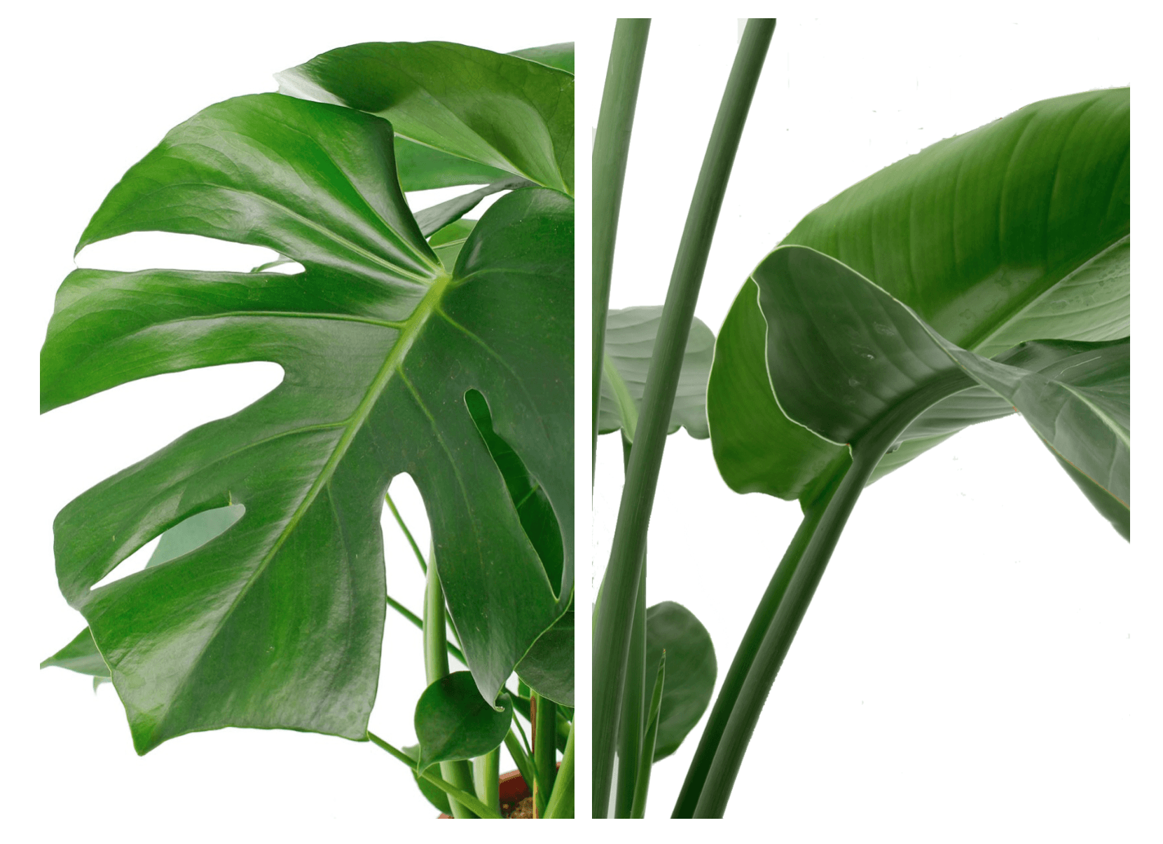 grote kamerplant kopen