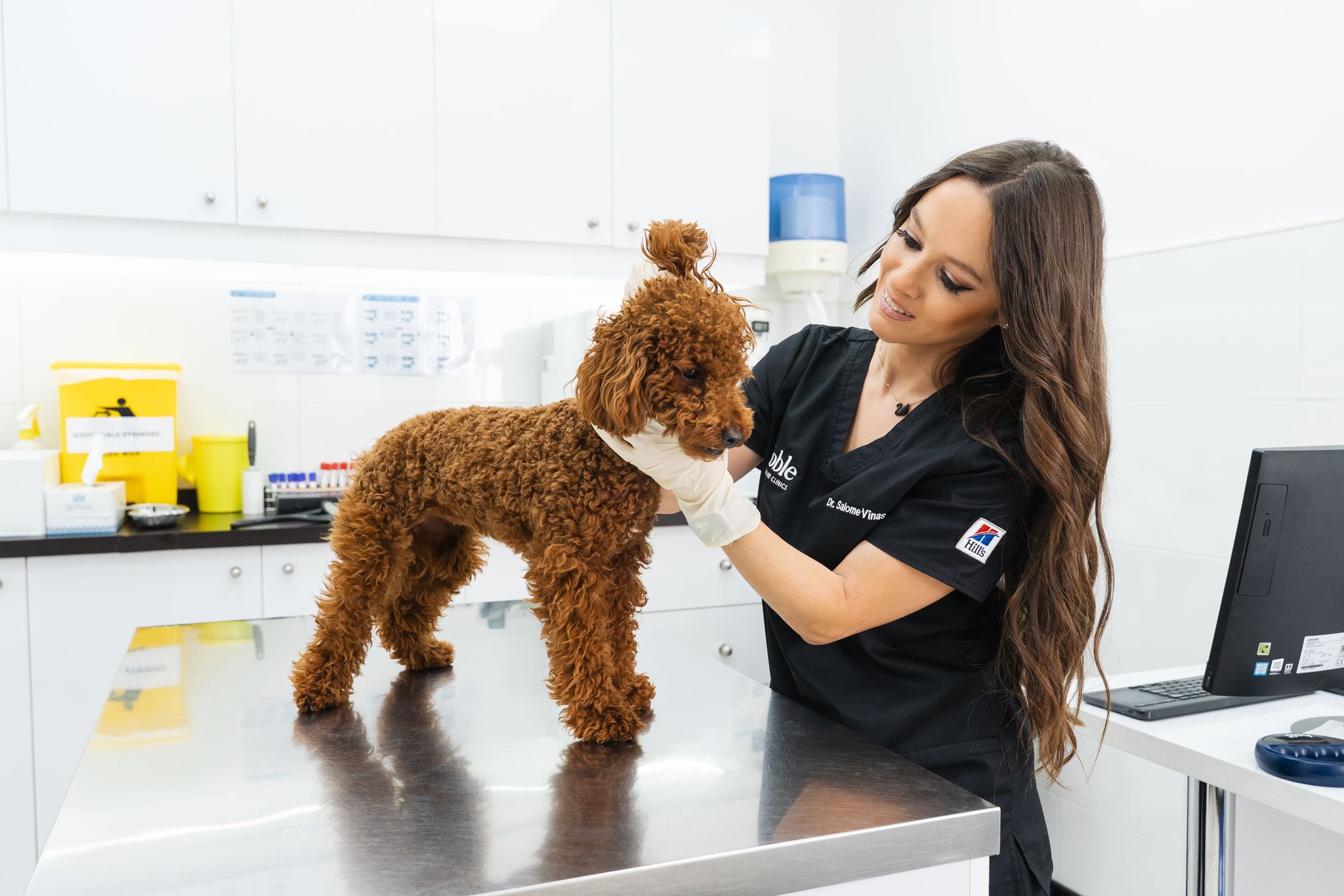 A vet is checking a brown dog's body and checking its physical health.
