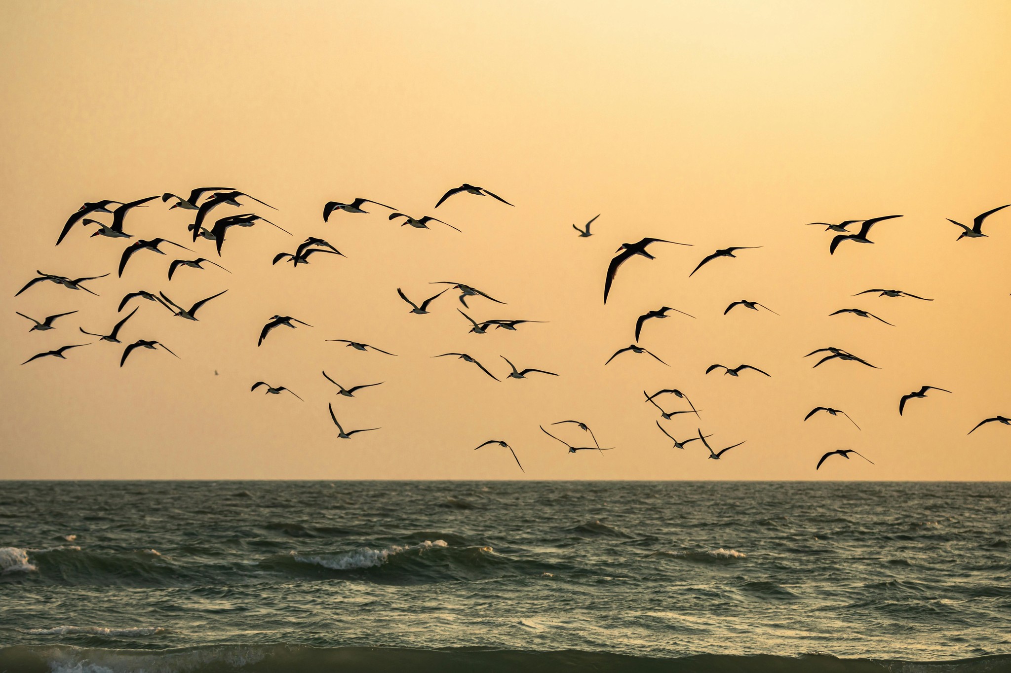 Birds at stump pass marina