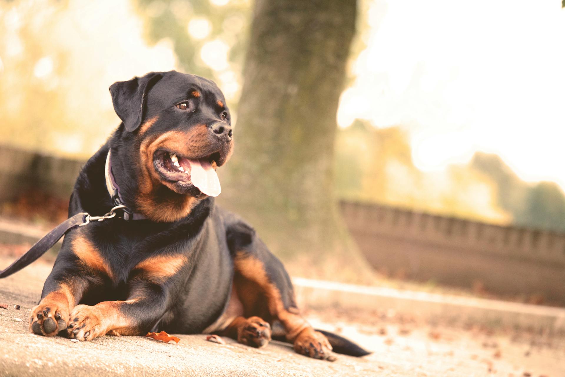 Rottweiler physical characteristics