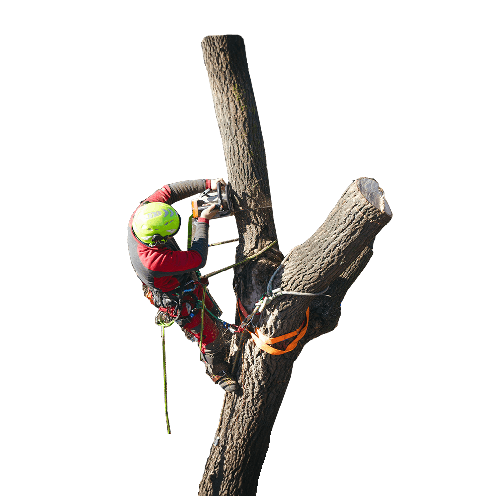 Tree Cabling & Bracing Benefits