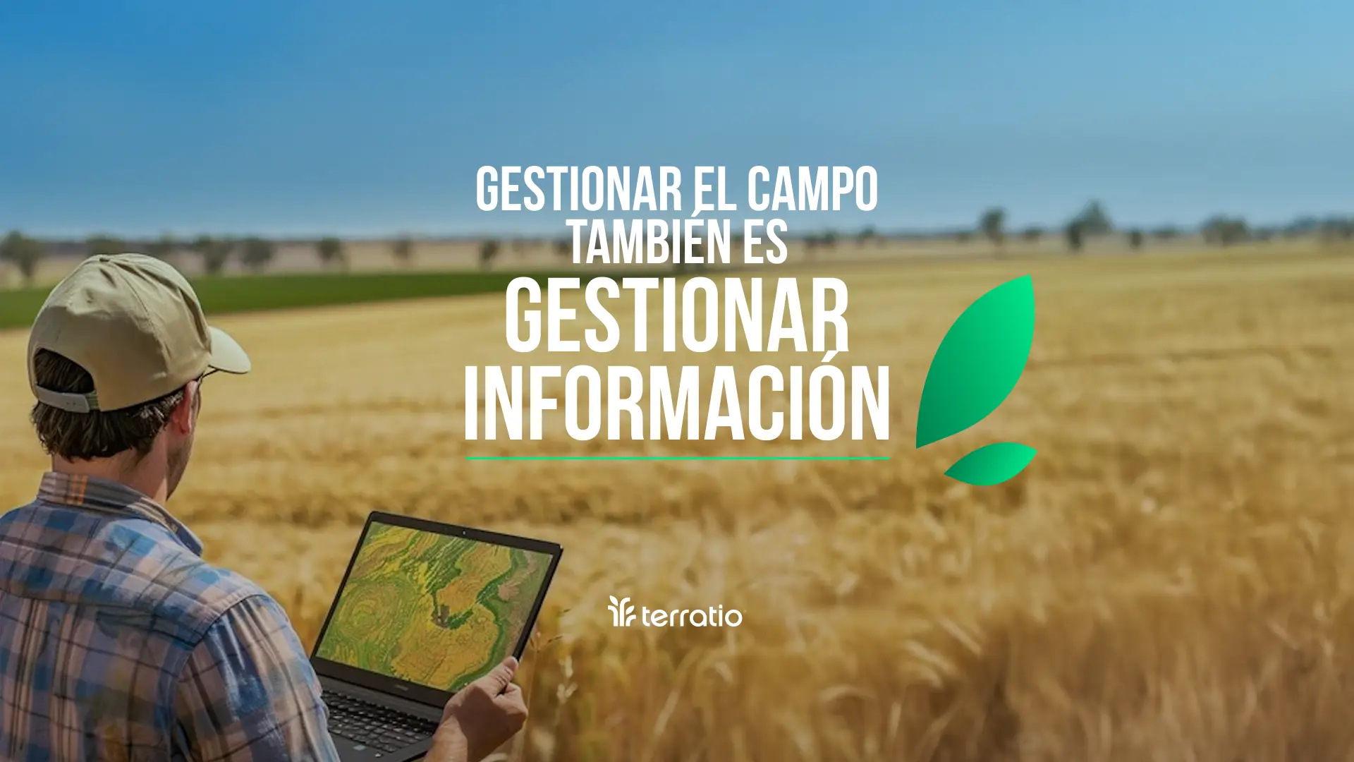 Close-up of lush, dark green leaves, some glossy and wet, against a muted background.