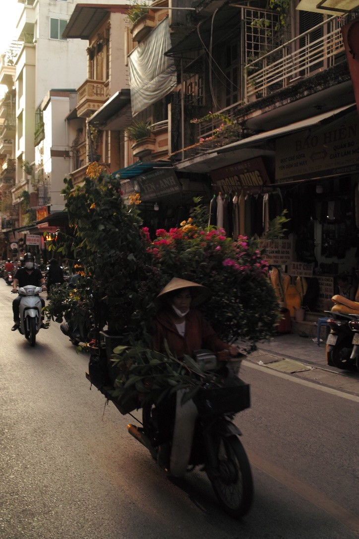 Photo furtive d'une vietnamienne sur un scooter qui est chargé de plantes et de fleurs dans les rues d'Hanoi