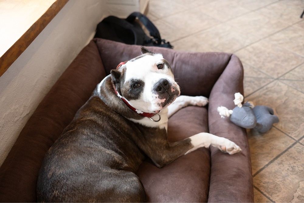 Hund liegt auf einem Sofa neben einem Spielzeug.lm Villa