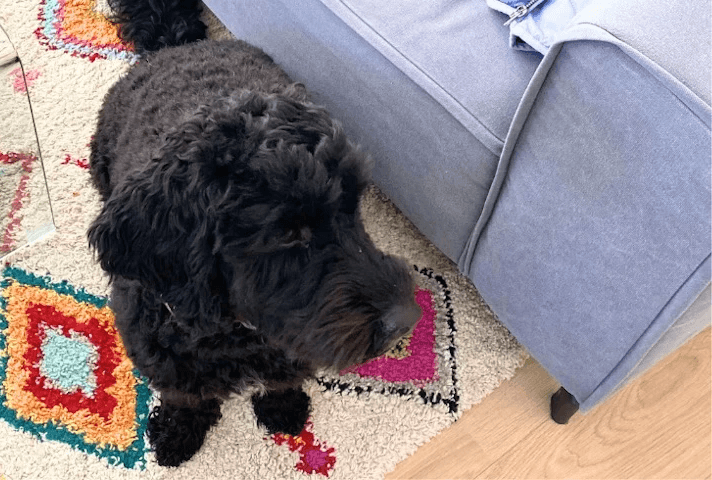 Pet Care pet-sitting day: Labradoodle Nobu