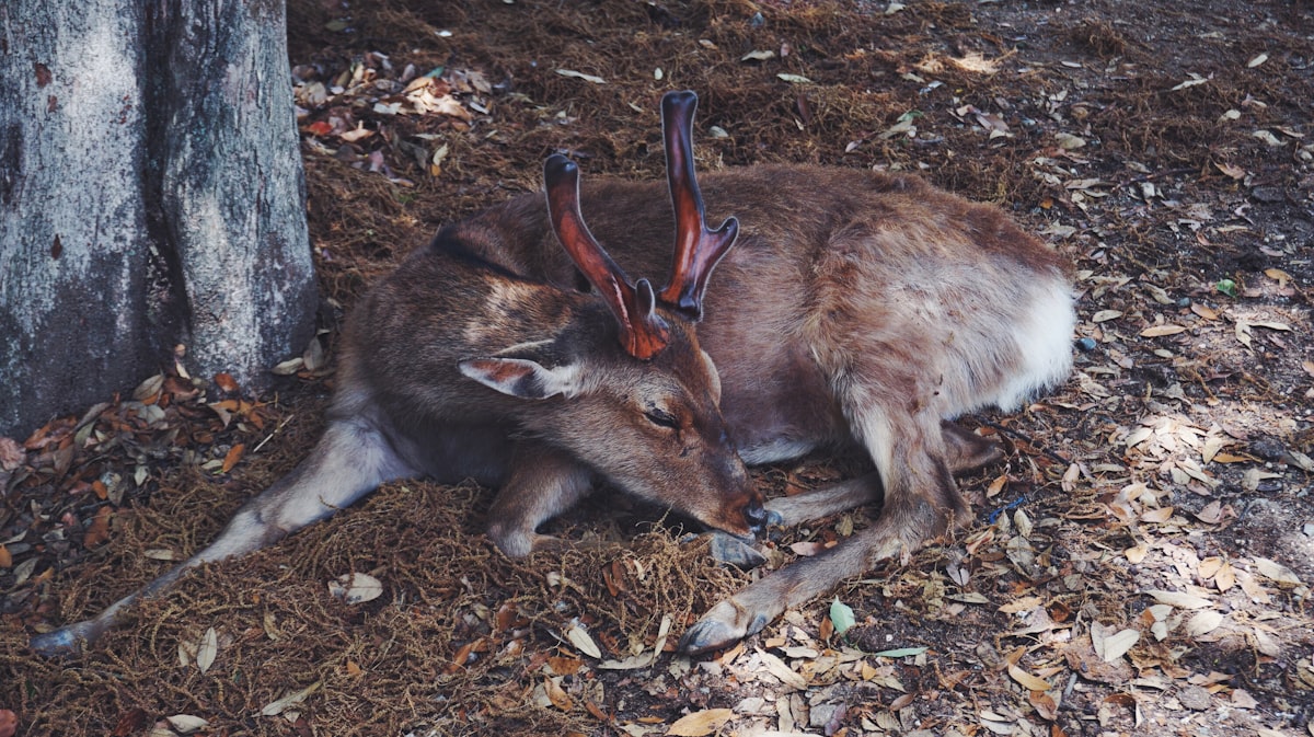 Deer resting near a stone wall in the shade at Nara Park in Japan