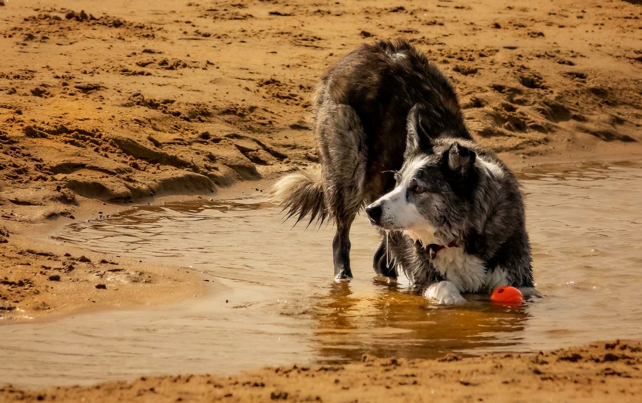 A dog is playing with the water from the puddle, showing a significant risk of leptospirosis.