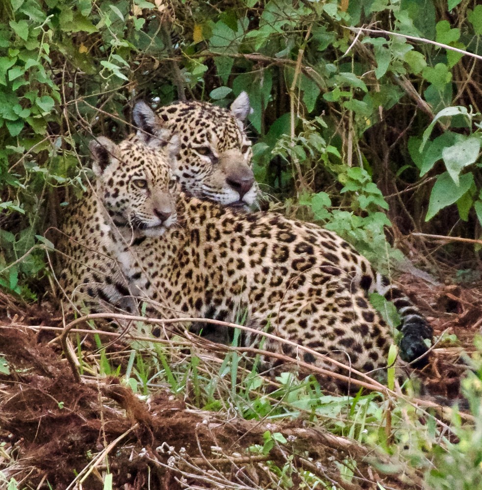 Pantanal Safari - Guest Blog