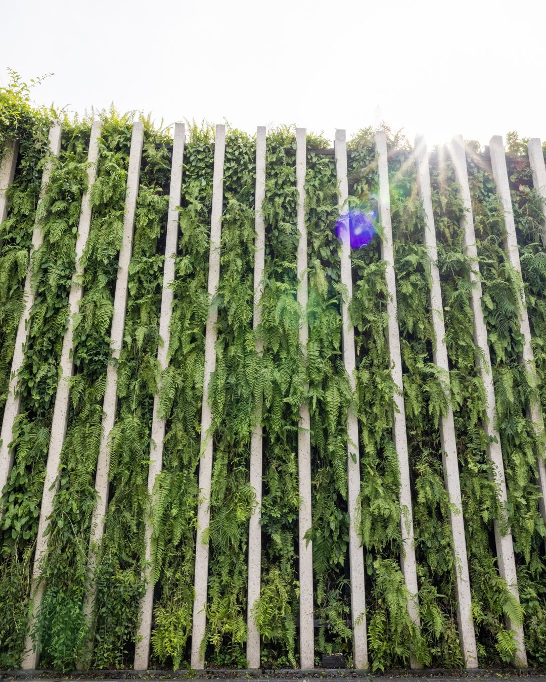 Instalacion de muro verde en cdmx