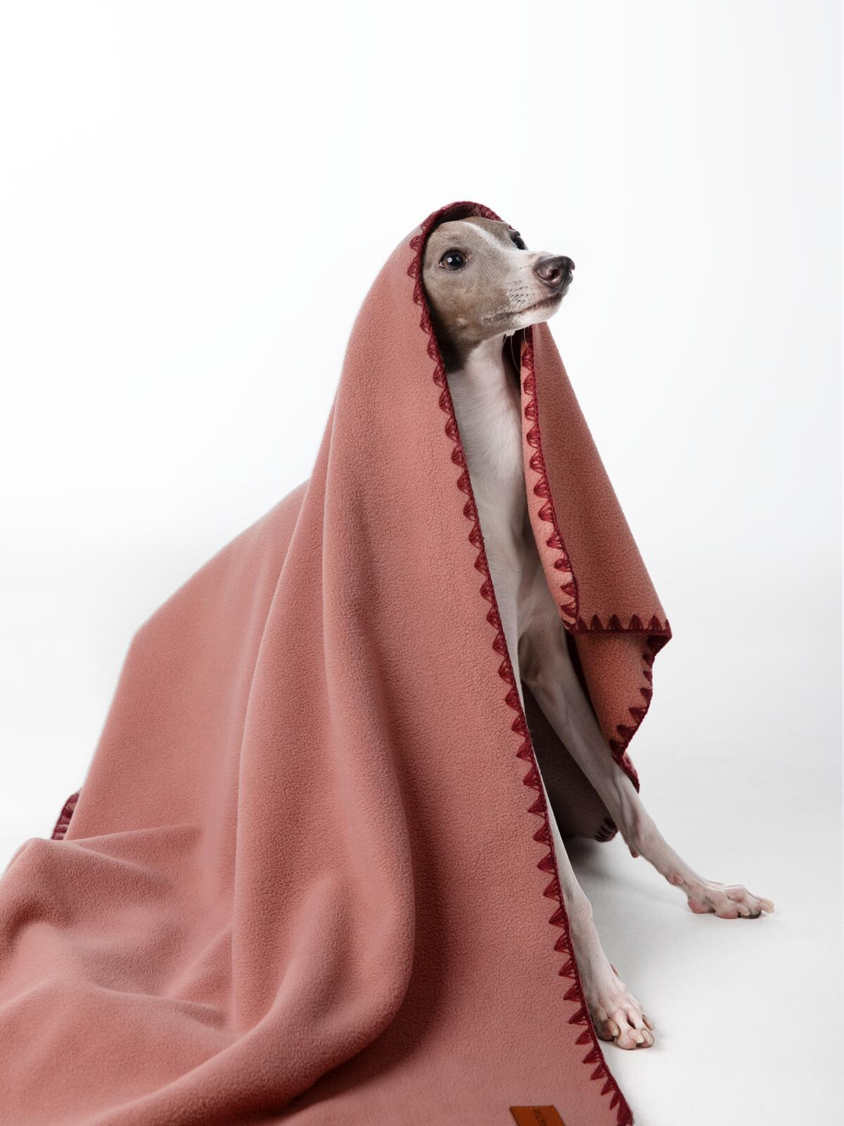 dog wrapped in pet blanket lifestyle photography by Lefty Studio