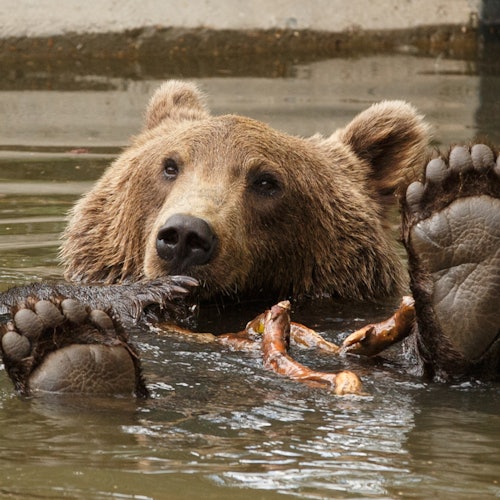 Copenhagen ZOO: Skip The Line Tickets in Frederiksberg