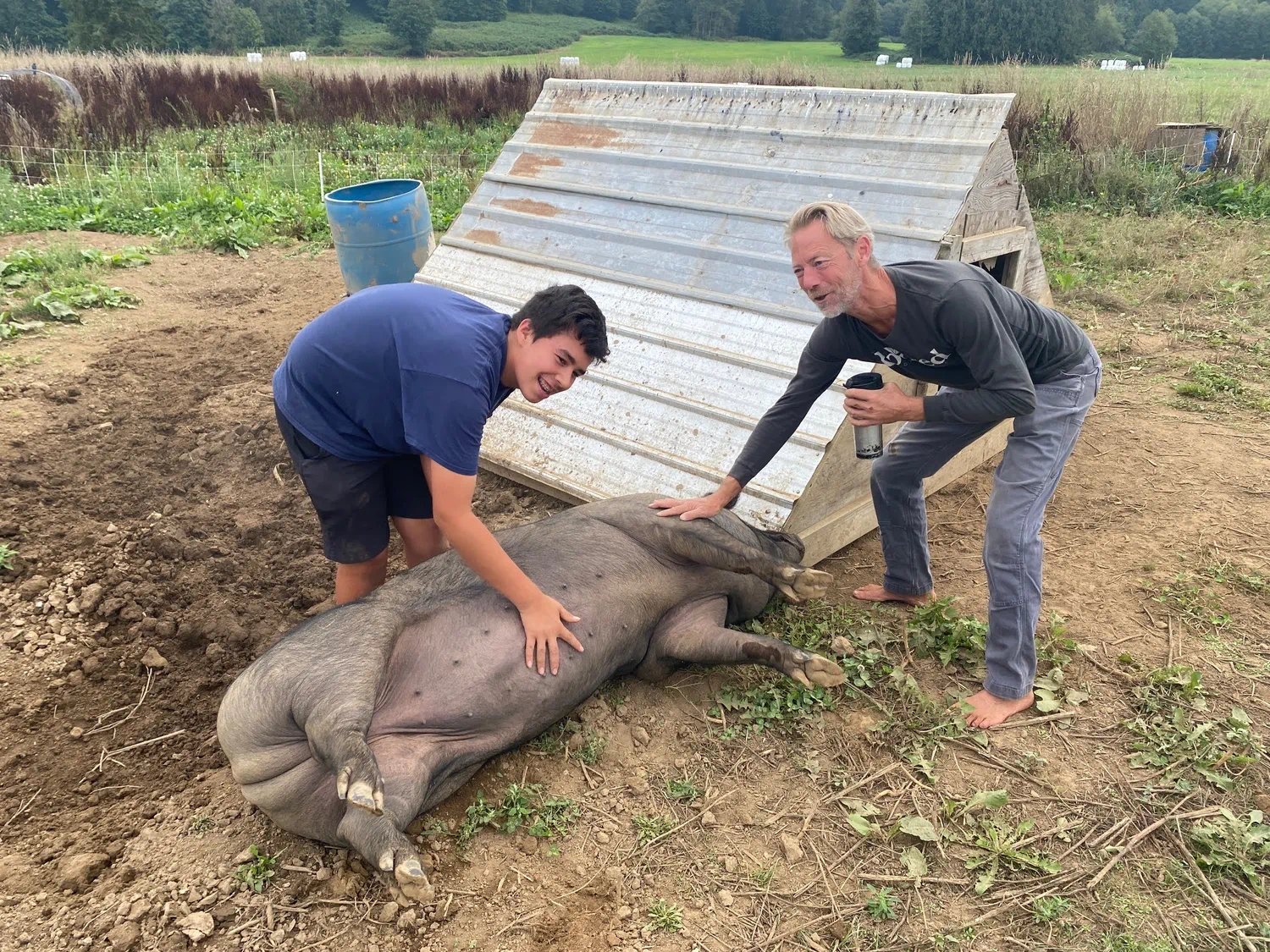 Community members working together on a shared farm task involving livestock.