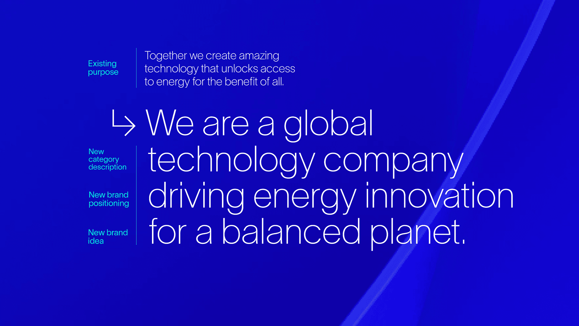 dark green leaves of coniferous plants