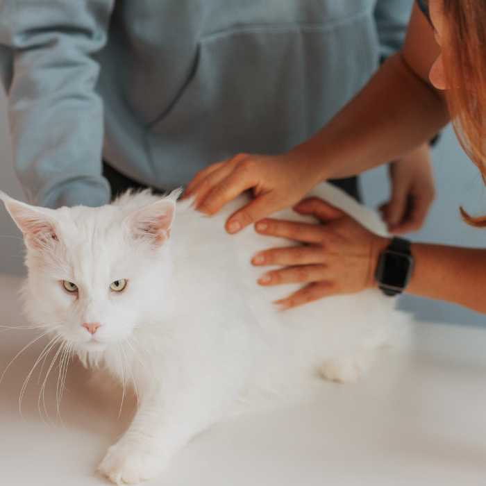 Dzīvnieku pārbaude pie klienta mājās Rīgas reģionā