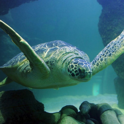 一隻海龜展開鰭在清澈的藍綠色水中游泳，穿梭於岩石之間。