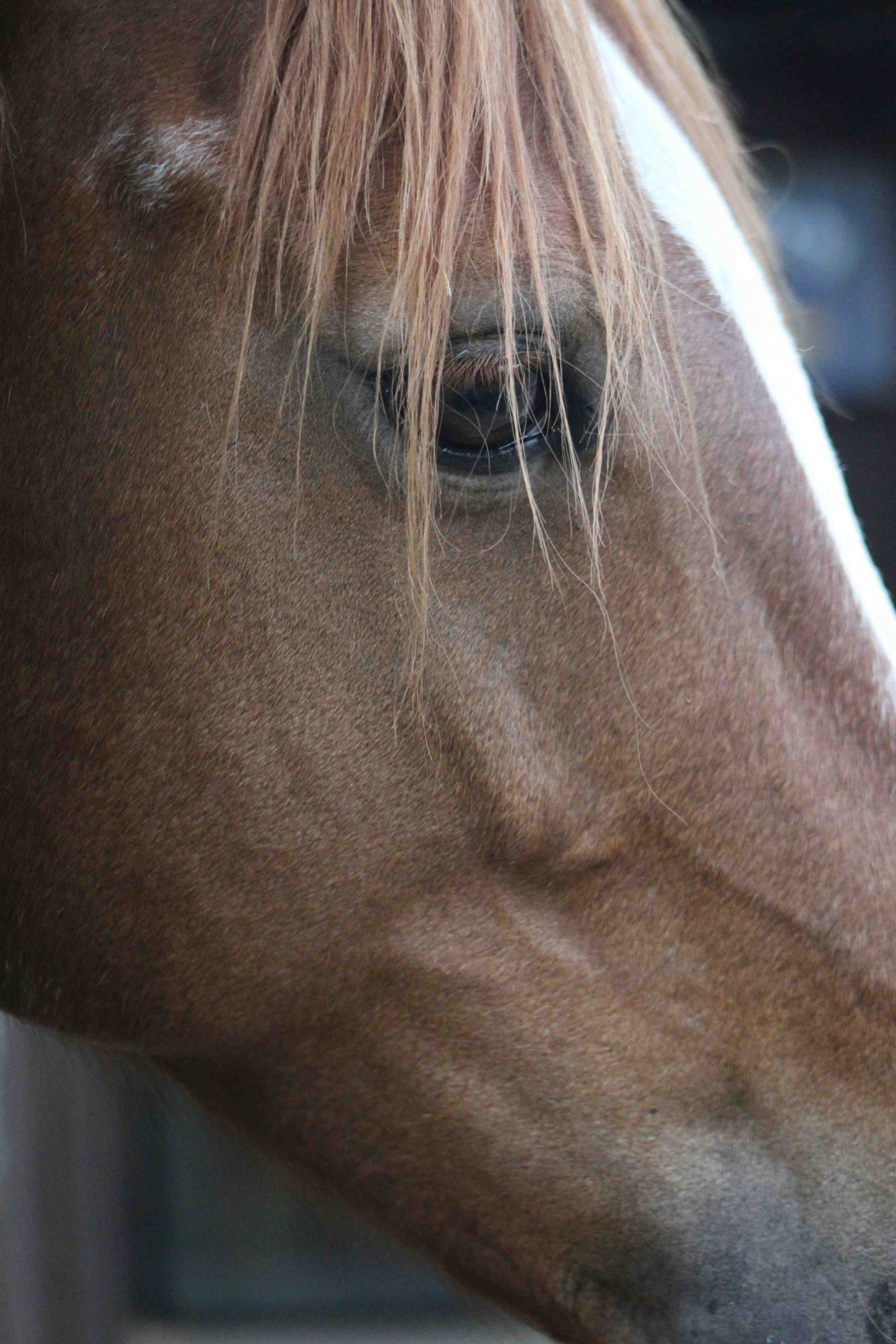 Horse from side of head