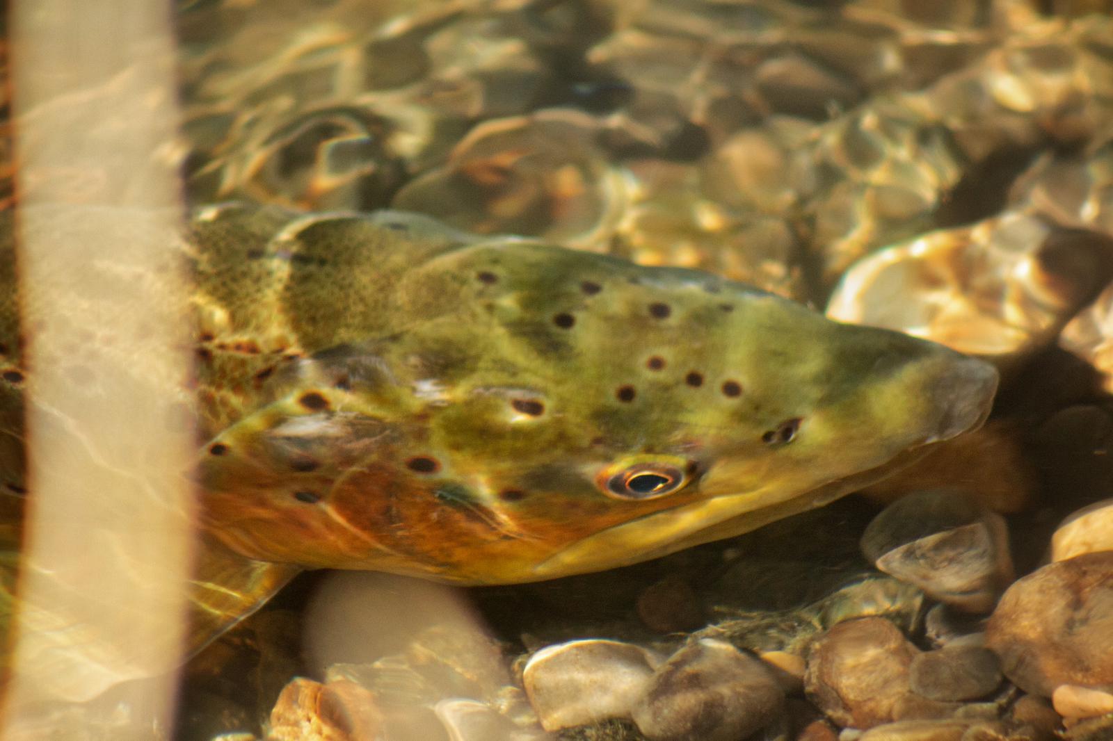 Fly fishing Barcelona: Angler casting a nymph fly into a clear pool surrounded by lush green Catalonian valleys.