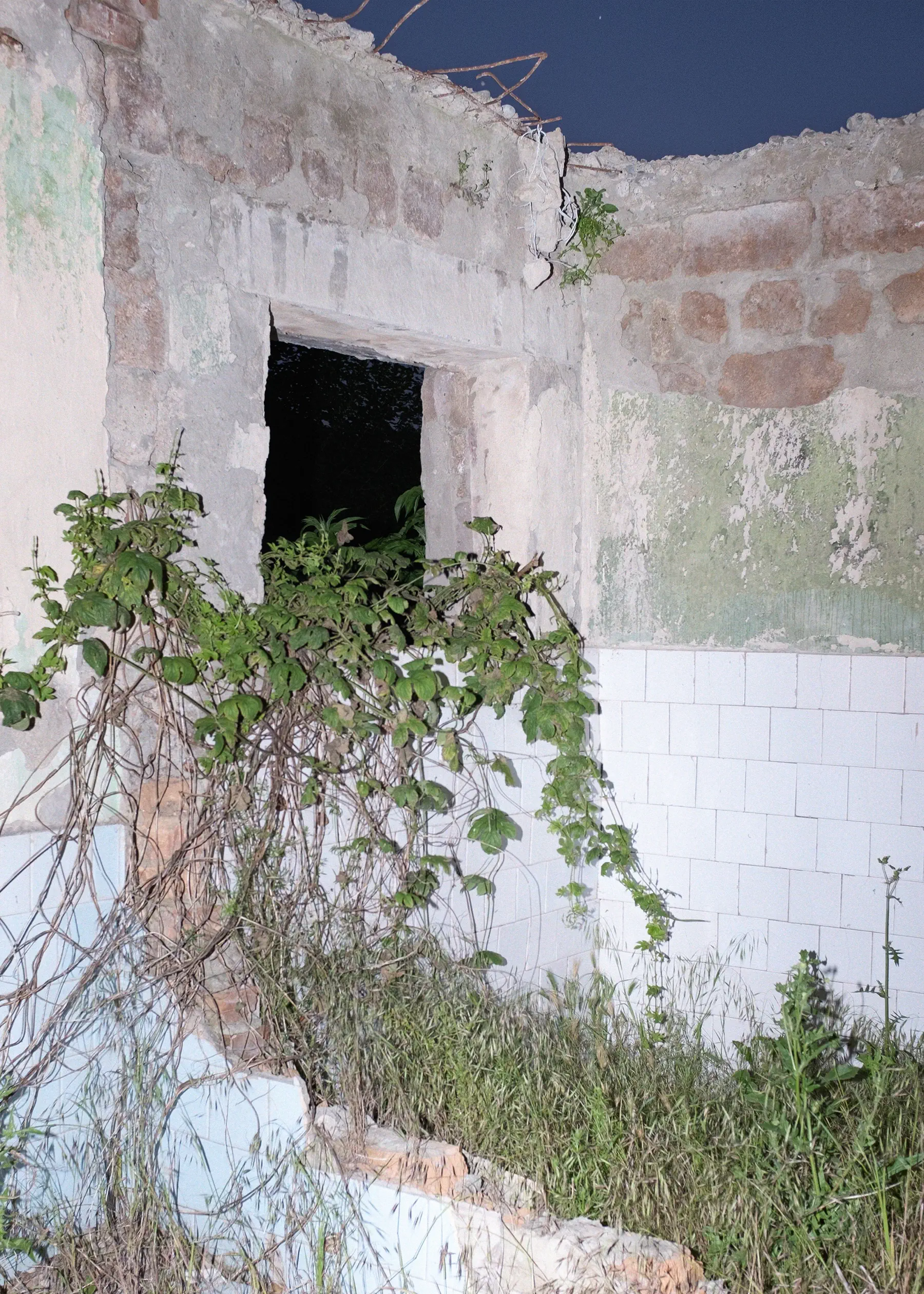 Broken window overgrown with plants in a ruined house.