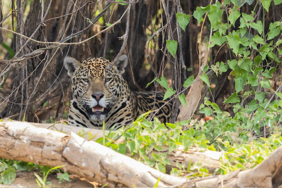 Brazil Safari - Guest Blog