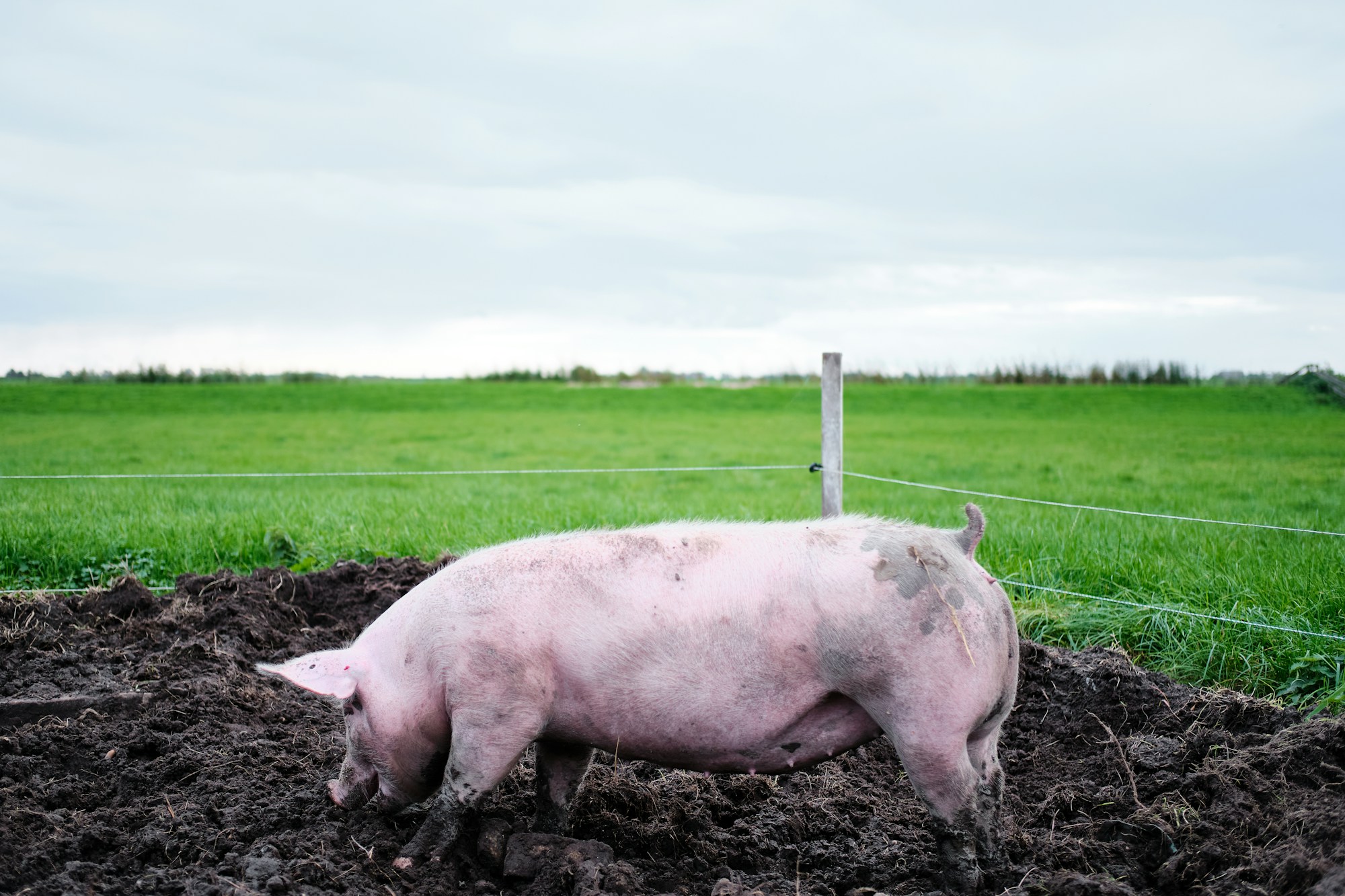 A free-range pig outdoors on grass