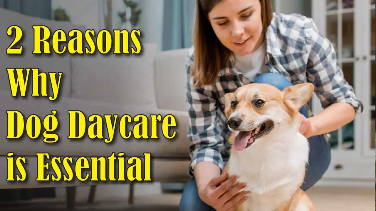 Reasons Why Dog Daycare is Essential