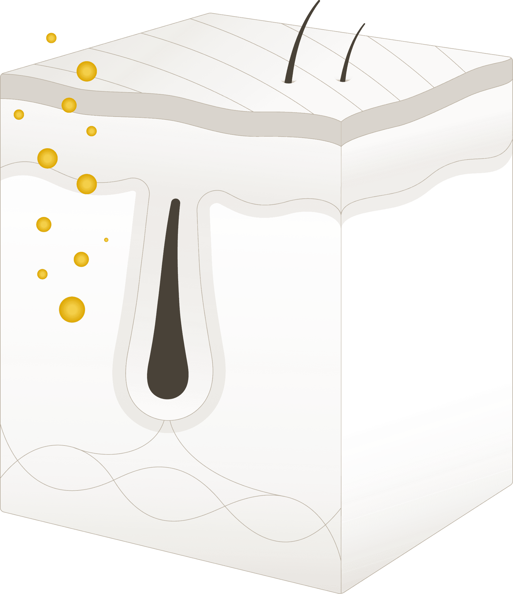 Illustration of a PRP (Platelet-Rich Plasma) treatment process for hair growth, showing hair follicles within the scalp and golden plasma droplets being absorbed into the skin to stimulate follicle activity and rejuvenate hair growth.