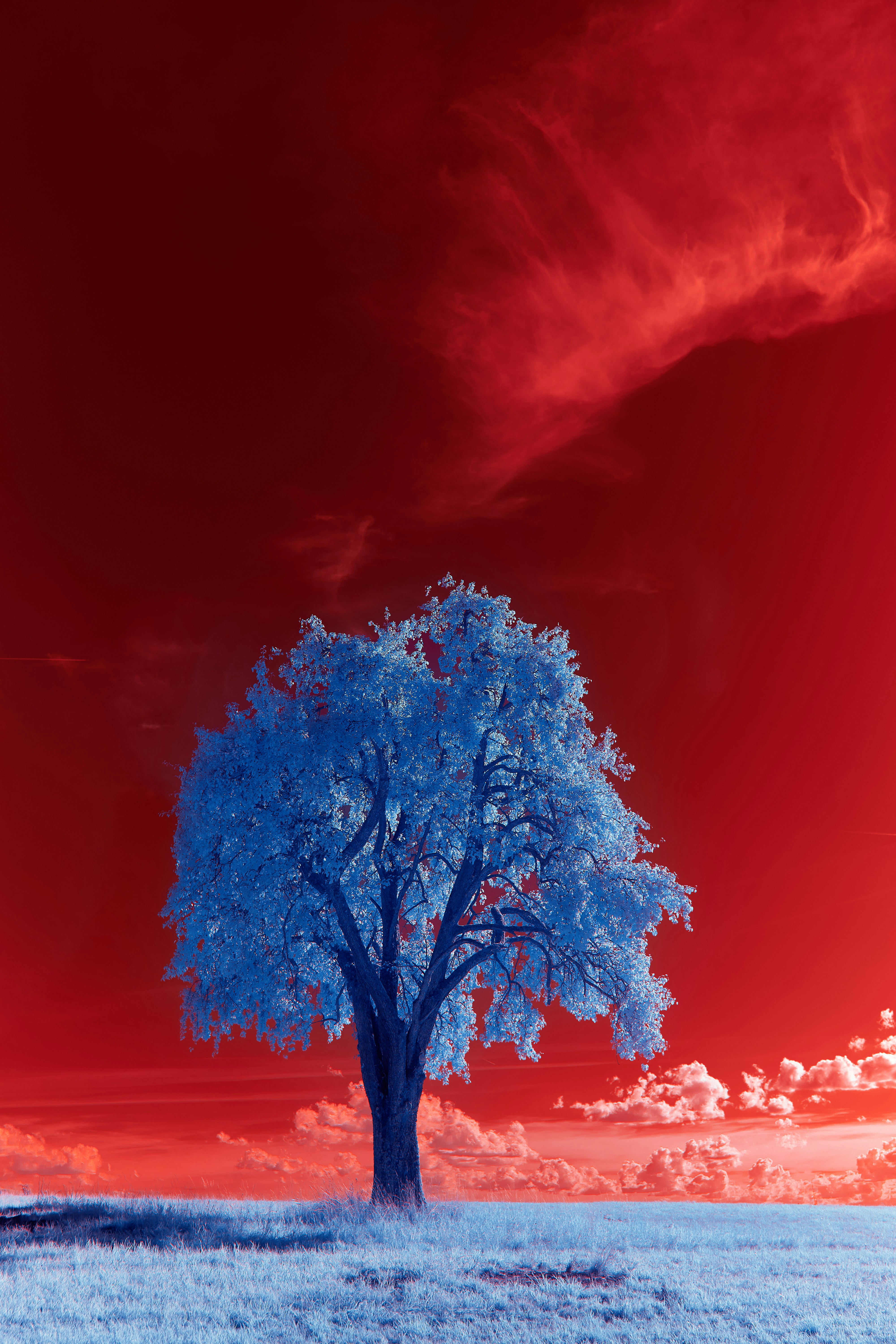 brown tree on snow covered ground under blue sky during daytime