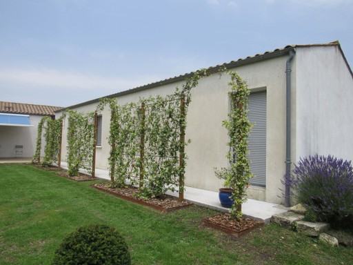 Stuctures végétales