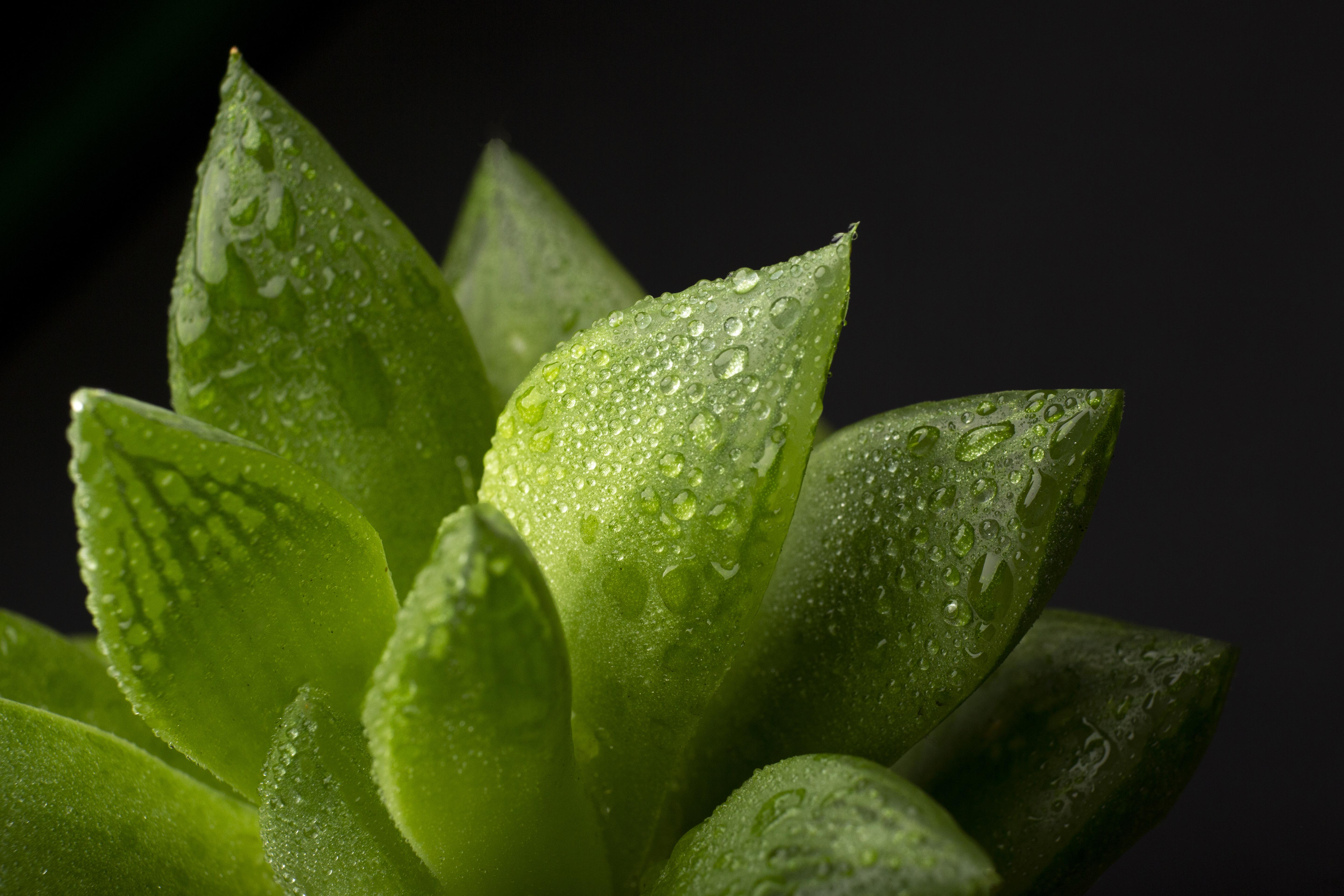 Close-up of a green palm leaf with intricate veining and texture, showcasing rich shades of green.
