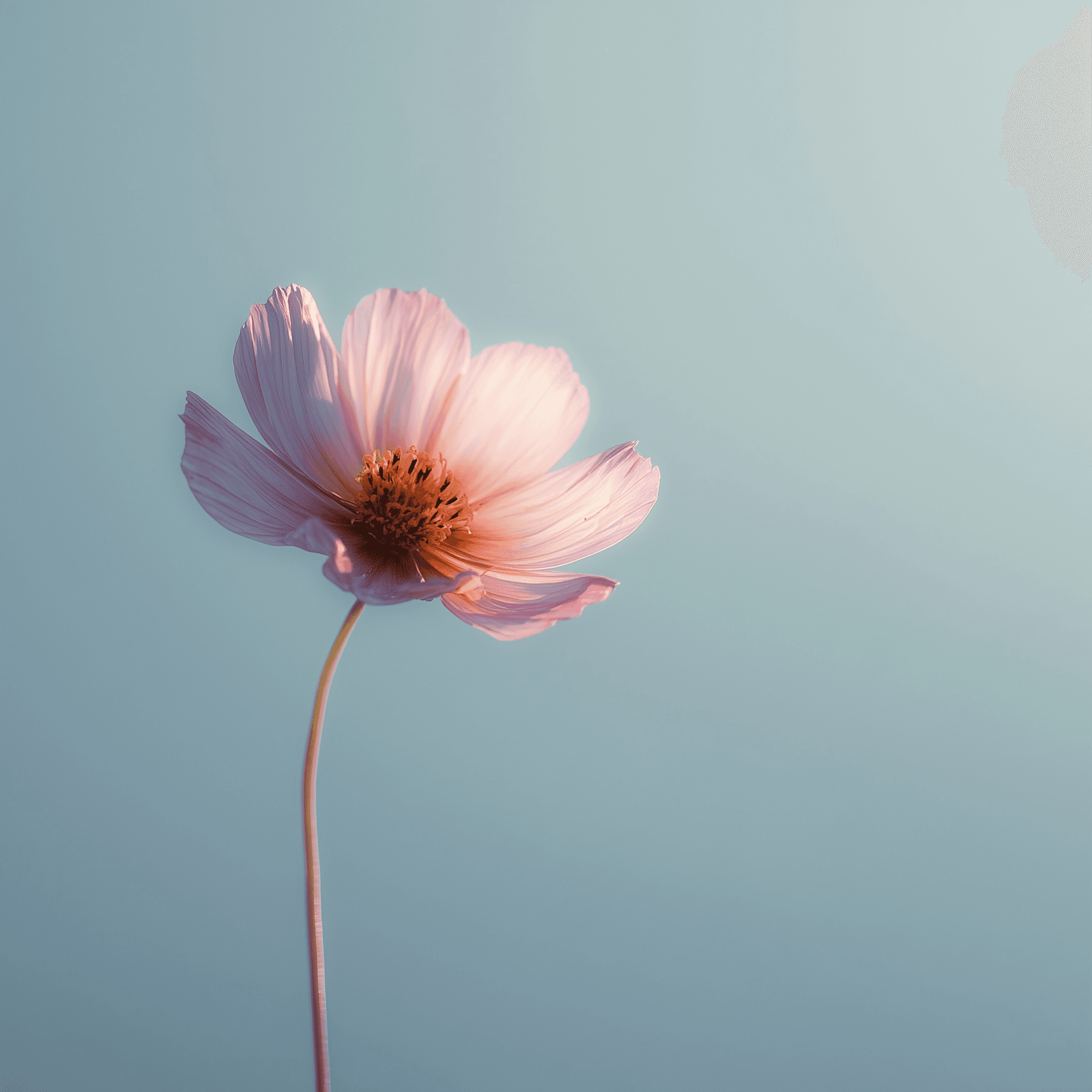 Describe your image here