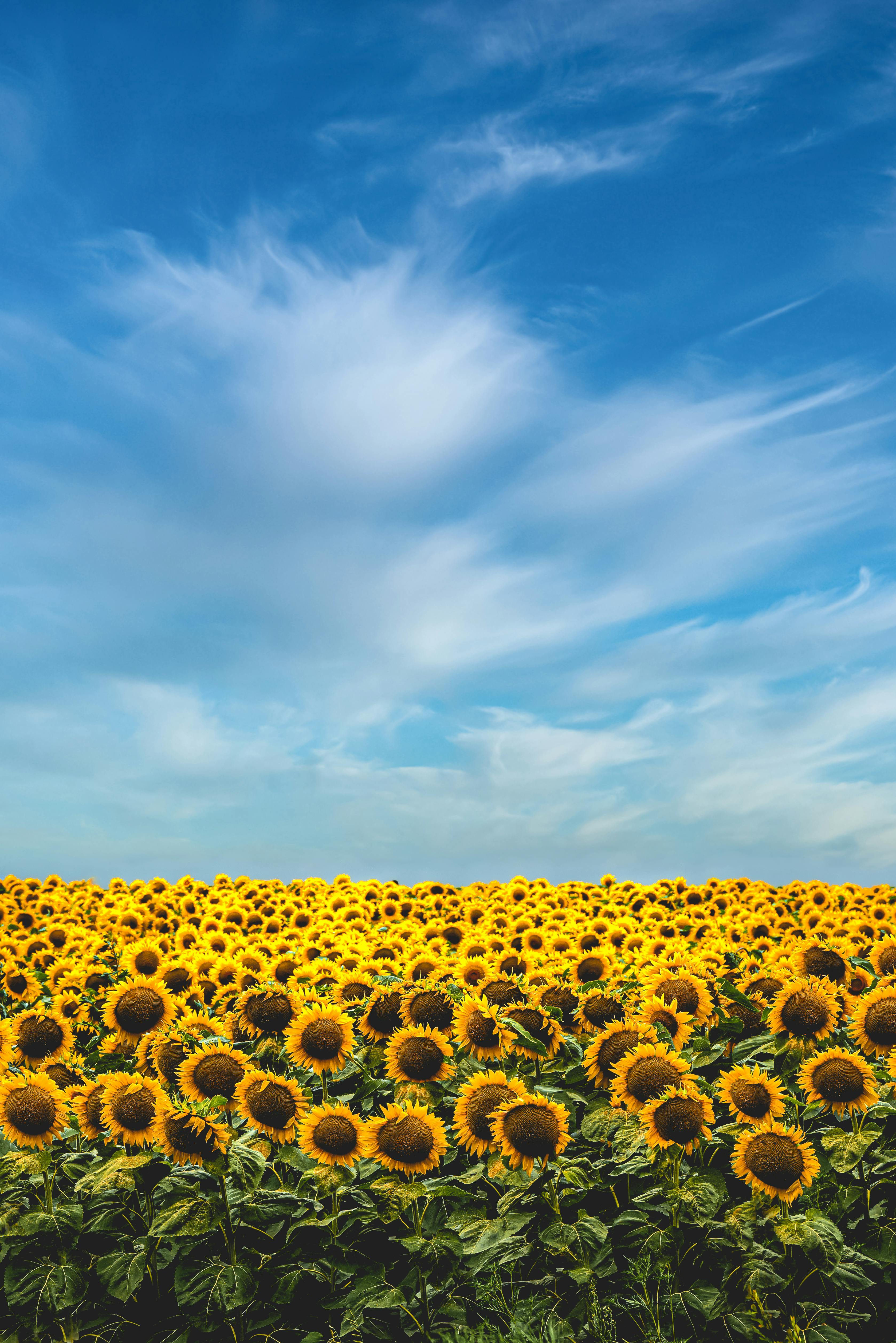 Titelbild Sonnenblumenfeld