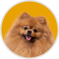 Portrait of a small brown dog on yellow background
