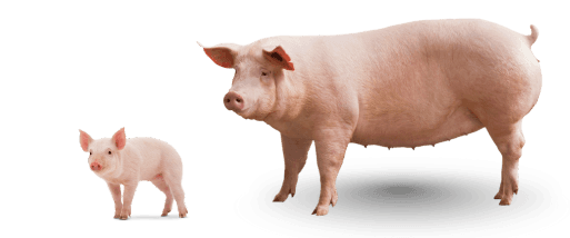 Piglet and Sow