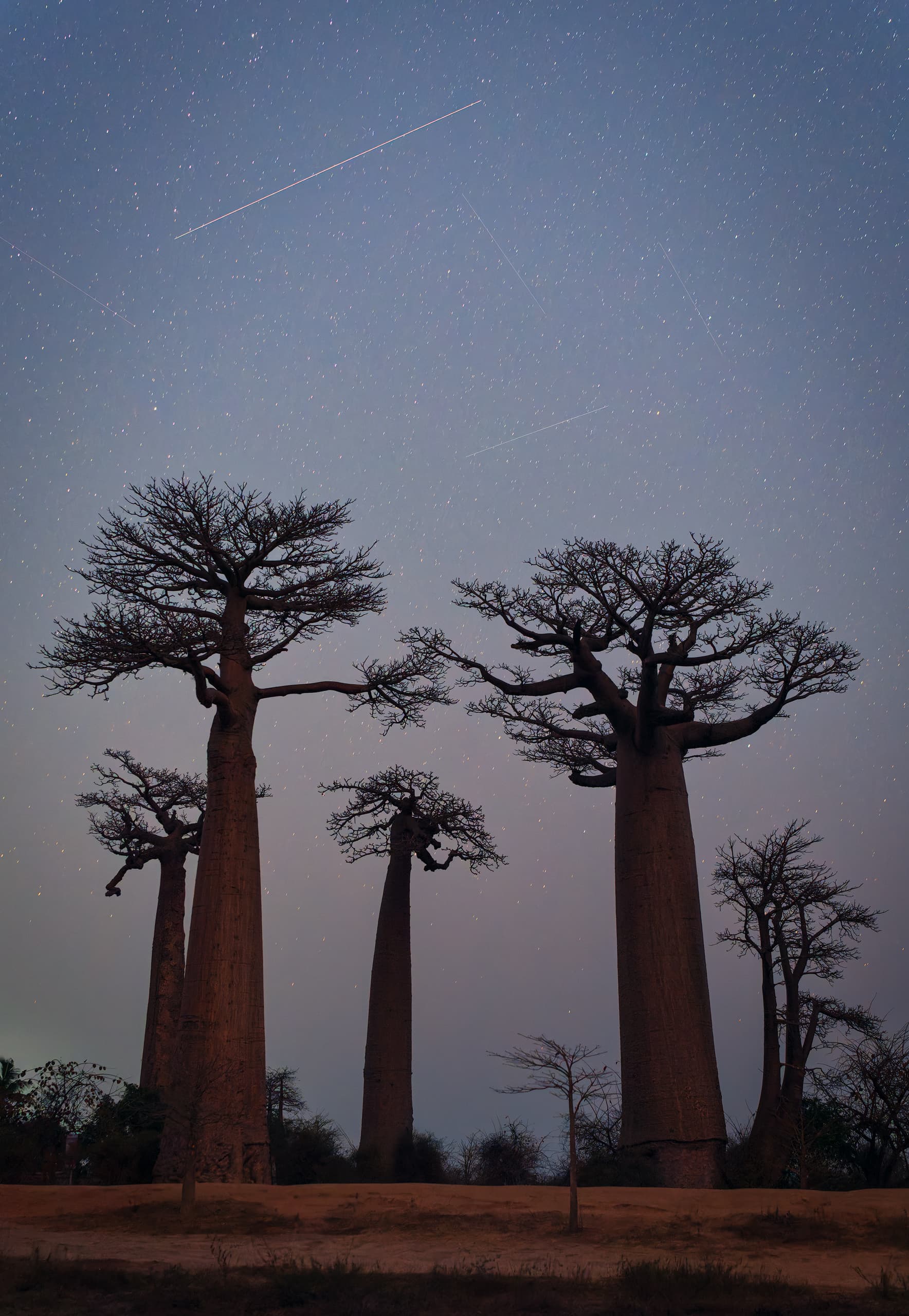 Baobaos en Madagascar
