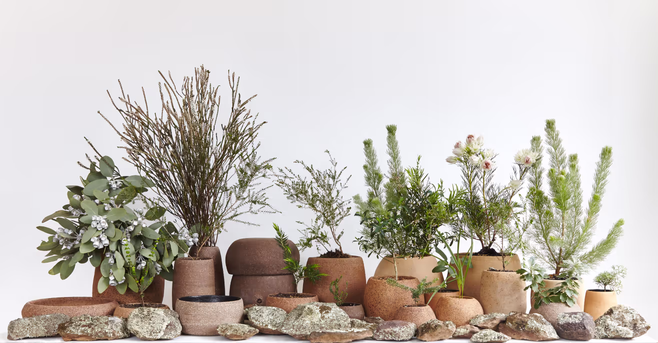 An arrangement of earthy ceramic vessels holding native Australian plants and branches, set on lichen-covered rocks