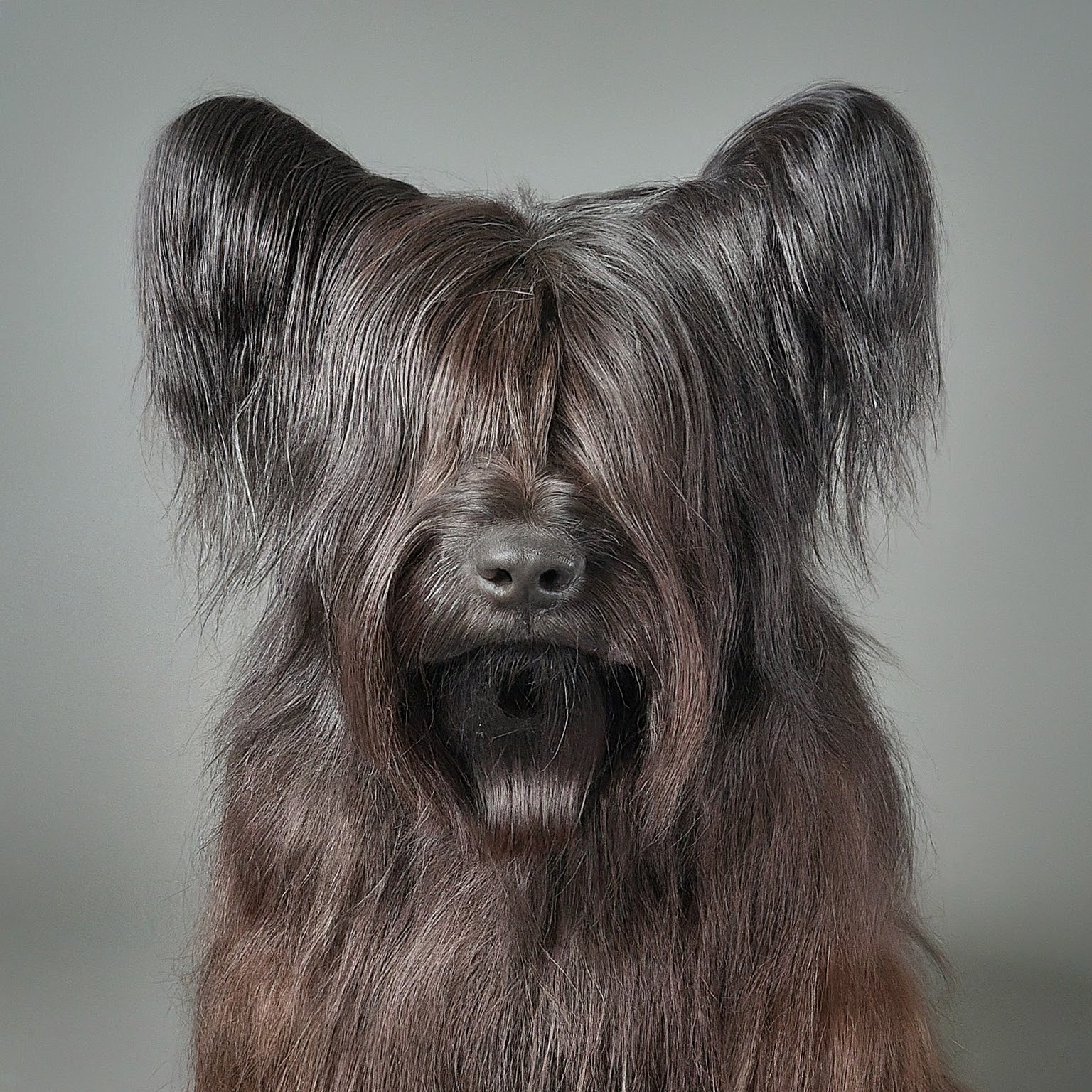 BUDDYUNO, Skye Terrier