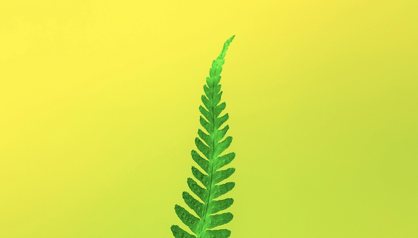 Green Fern