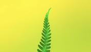 Green Fern