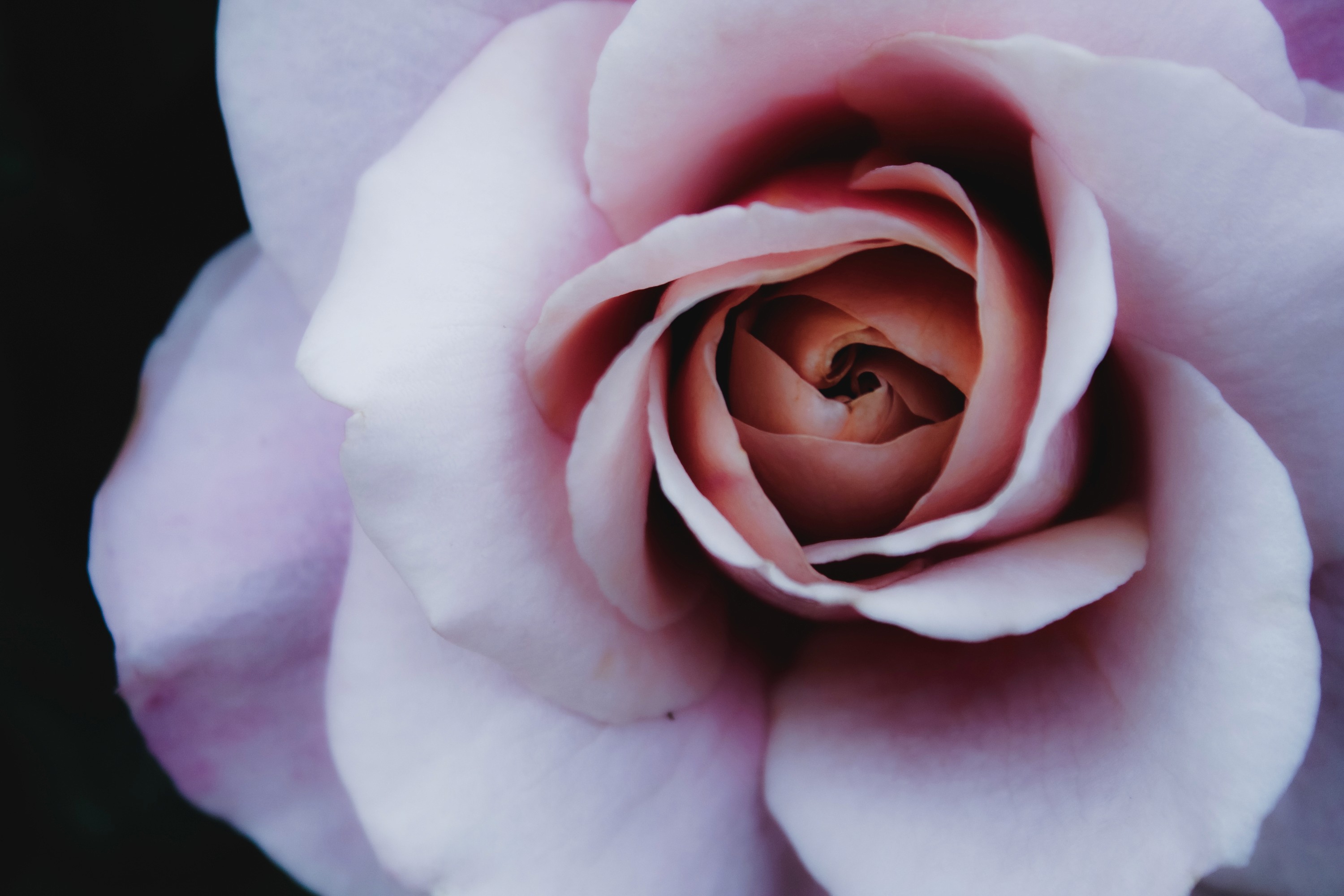 pink rose macro photography detail