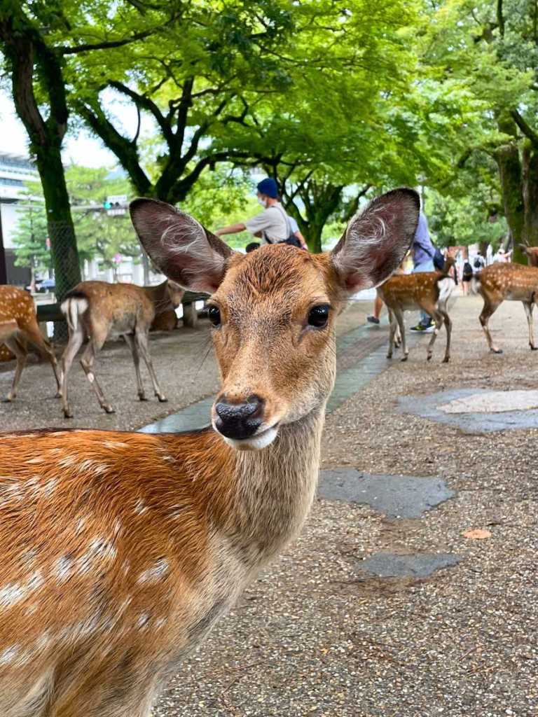 Close up shot of one of the deers in Nara, Japan