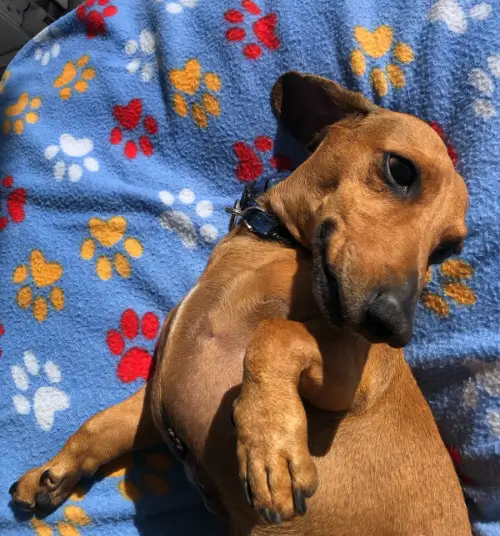 A brown dashund lying on his back ona blue balnket with color paw print on
